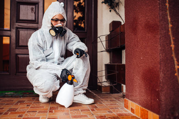 Reliable Wasp Removal contractor in Franklin Park, NJ by Show Me Pest Control